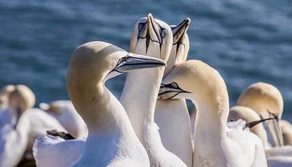 开云官网登录-西甲裁判语言模型在多语言比赛中的应用研究，意甲裁判服