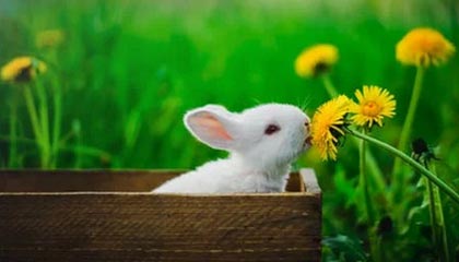 开云首页登录-德国队展望未来：国际乒联混合团体世界杯新篇章，德国乒乓球团体赛成员