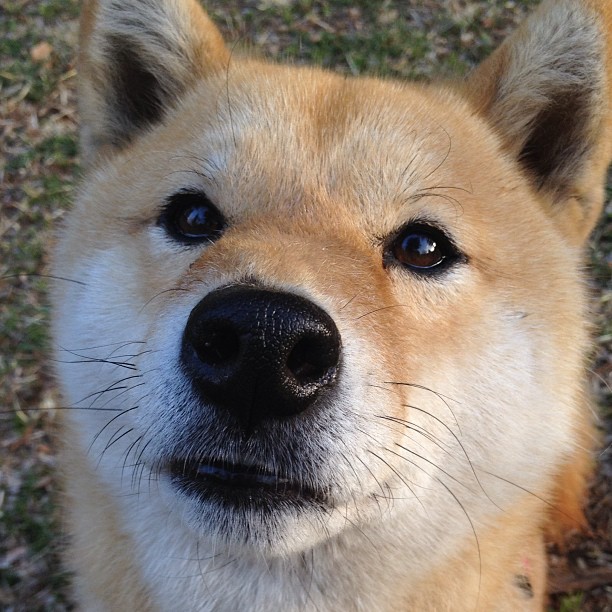 开云官方网站-2030年F1：电动化还会远吗？，2030年电动汽车会取代燃油车吗