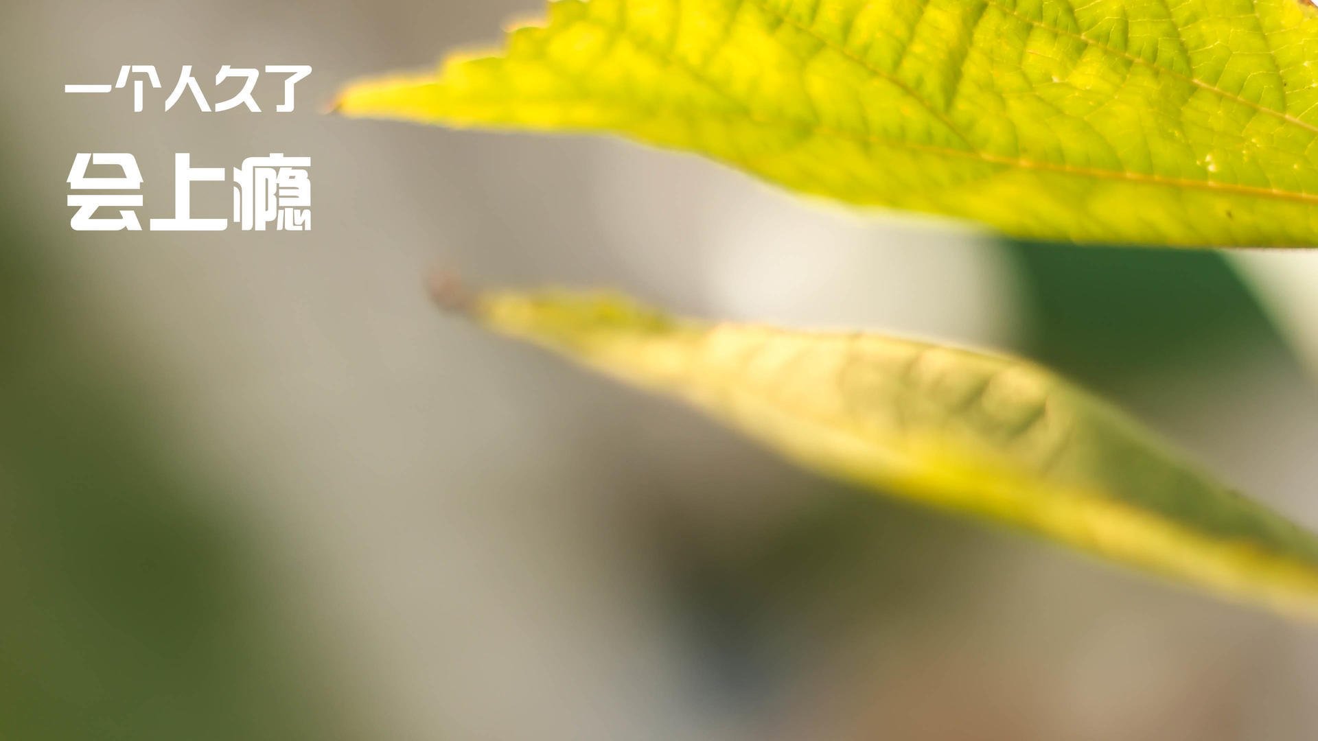 开云体育在线入口-“球迷票选：本赛季最惊心动魄的比赛回顾”，最精彩的球赛凭空消失