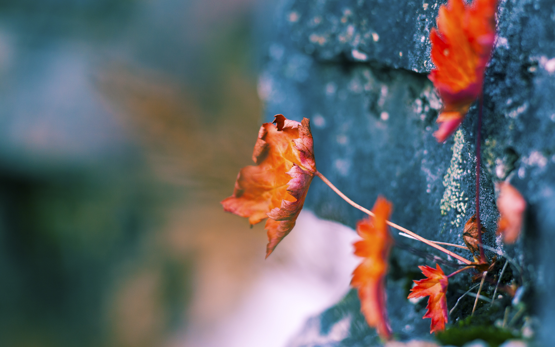 开云体育登陆入口-国际拳击锦标赛中国队夺得多枚金牌，实力强劲，国际拳击争霸赛视频